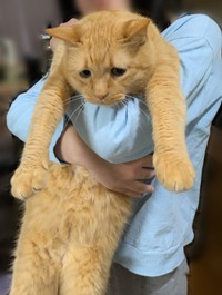 抱きかかえられ、「もう好きにして…」と言いたげなそむちゃん（提供：きくまきさん）