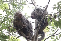 オマキヤマアラシ