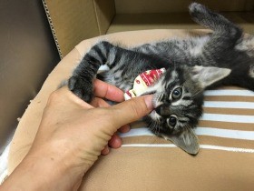遊びスイッチオンの子猫に触らない　人を咬むこと教えるのと同じ