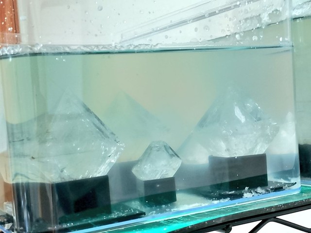 水槽の中で育成中のミョウバン／こいるガン⑨さん（@@coilgun_9）提供