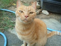 お膝が大好きなタマくんは、くまくんの弟。ご飯は少しで満腹になります。満腹より動きやすいみたい