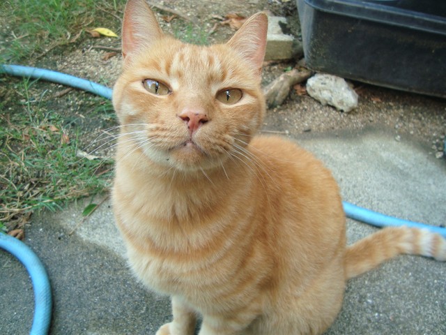 お膝が大好きなタマくんは、くまくんの弟。ご飯は少しで満腹になります。満腹より動きやすいみたい