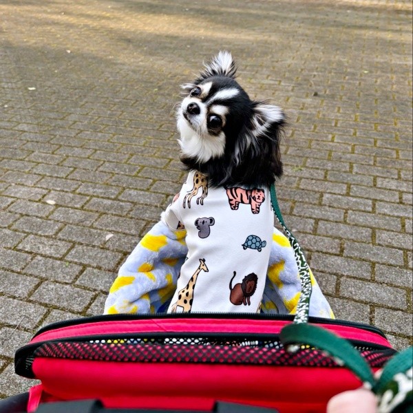 散歩中、飼い主さんのほうを振り返るモズくん（画像提供：うどんさんといっしょさん）