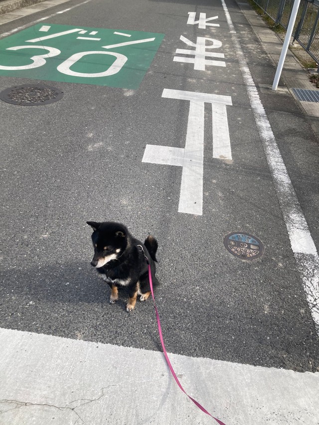 交通ルールは守る、ぺこちゃん（画像提供：暴君ぺこさん）