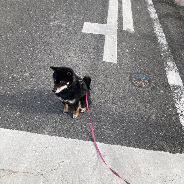 交通ルールは守る、ぺこちゃん（画像提供：暴君ぺこさん）