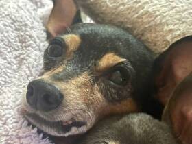 優しくて甘えっ子な愛犬「ハンター」の誕生月　これからもたっぷりの愛情を