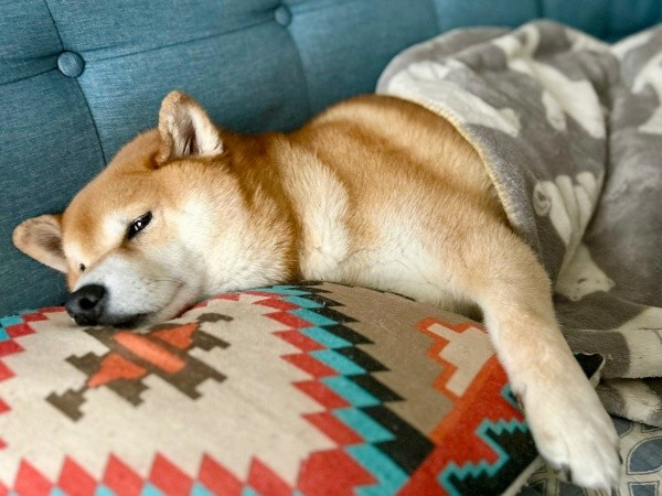 ソファでくつろぐハクくん（画像提供：HAKU_shiba2020さん）