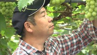 生産量激減の「マスカット・オブ・アレキサンドリア」　伝統守る生産者の思い　岡山