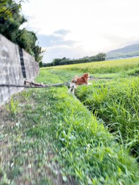 ふわっと宙に浮くティーくん柴犬のティーくん（画像提供：柴犬ティーくん＆パパさん）