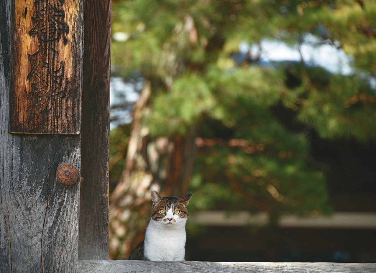 みゃあ坊「まだまだ人慣れ修行中なのニャ」