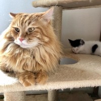 新たに預かった子猫の相手もしてくれるルチルちゃん