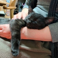 気持ちよく腕でお昼寝するわらびちゃん