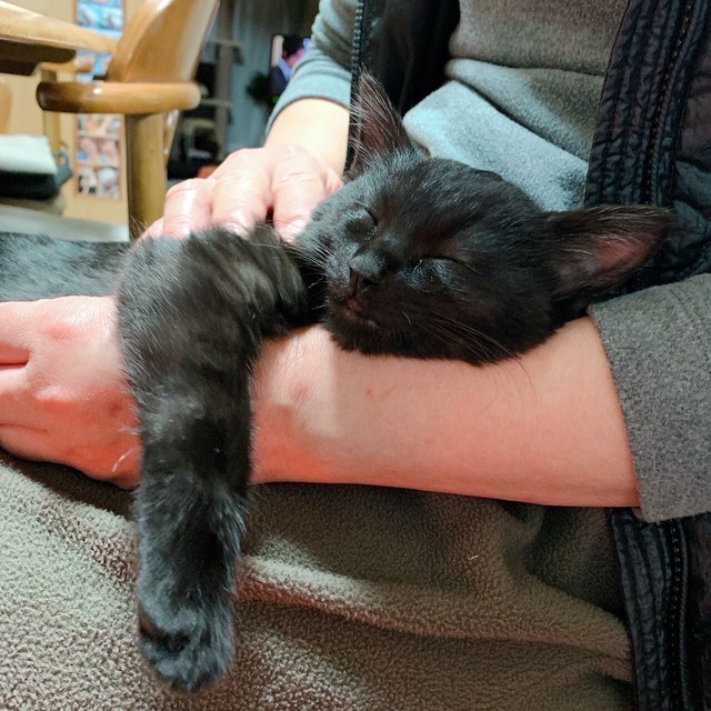 気持ちよく腕でお昼寝するわらびちゃん