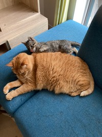 すごい体格差！（提供写真）