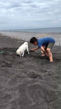 息子さんと競うように砂を掘っていた、はくくん（動画からキャプチャー／提供：はく さん）