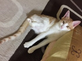 野良生活を１匹で生き抜いた後ろ脚のない子猫　気難しい先住猫ともめげずに距離縮める