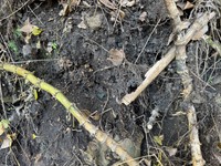 自宅の裏山で崩れた斜面からわずかに顔を出したガラス／めぇちさん（@mechi_otakara）提供