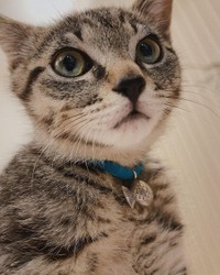 短毛のそらくん