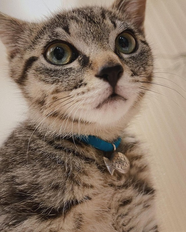 短毛のそらくん