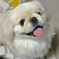 にこにこ笑顔がキュートなペっぺちゃん（画像提供：ペっぺさん）