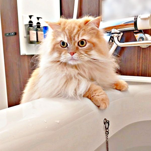 かわいすぎる猫の日常に心温まる
