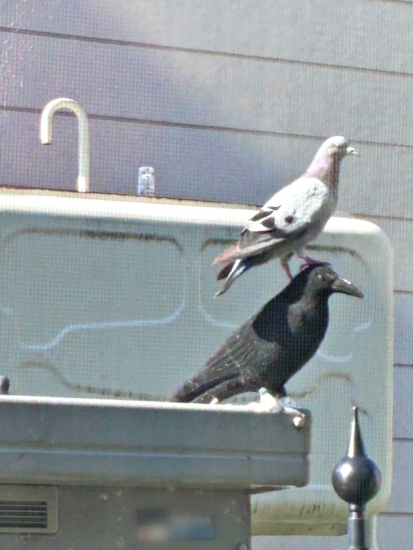 ハト対策のために設置したカラスの置き物。頭の上にハトがーー（画像提供：たいちょさん）