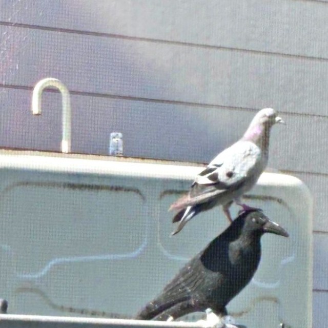 ハト対策のために設置したカラスの置き物。頭の上にハトがーー（画像提供：たいちょさん）