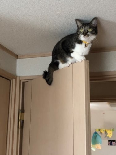 ワッポは身軽でドアの上にもこの通り