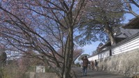 福成寺で寒桜が見頃