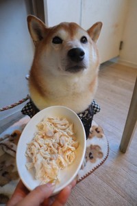 「お散歩はそんなに好きじゃないけど、カフェは大好きです」（提供：柴犬ロコさん）