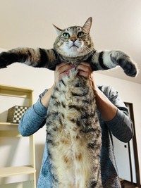 体重8.2キログラムに！ たくましく成長したさっちゃん（画像提供：さっちゃ〜ん）