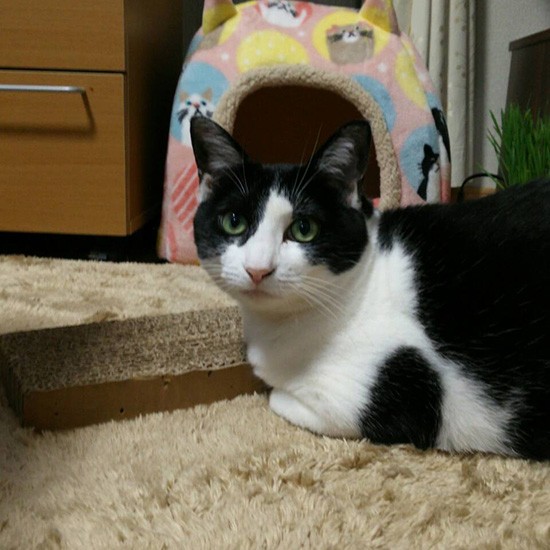 家に来た頃はスマートで不安そうだったにゃんにゃん（横野さん提供）