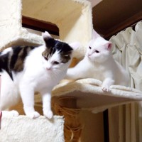 キャットタワーの上に登る（左から）陸さんと雪丸さん（画像提供：MomoKotaさん）