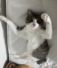 無駄な抵抗をやめました