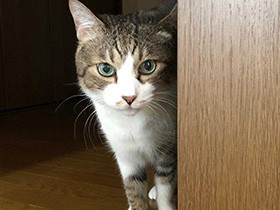 のんきに図太く楽しく暮らそうね　保護猫「ノンタ」