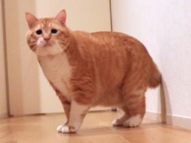 ぽっちゃり猫が、多義語の使い方を解説　「腕（うで）」