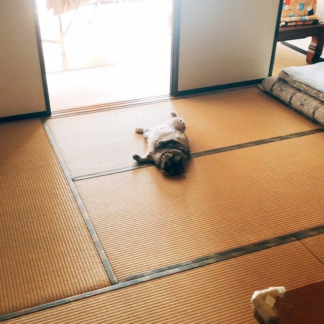 いつかの実家の和室。懐かしい風景（画像提供：相澤いくえさん）