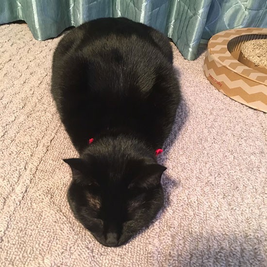 ツチノコ発見？　芽生ちゃんです（雅子さん提供）