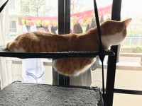 ぽっちゃりワガママボディ＝yopichさん（@yopich_）提供
