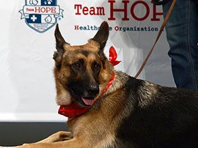 「まだ大丈夫」は誤解かも　高齢犬・猫には年２回の健康診断を