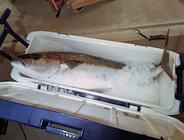 リベンジで釣れたヒラマサ／Oi Ryojiさん（@ryoji.oi）提供