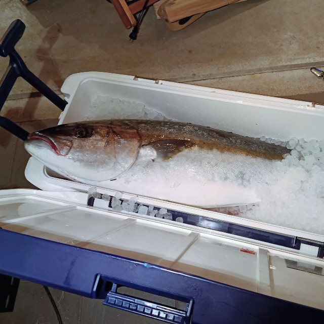 リベンジで釣れたヒラマサ／Oi Ryojiさん（@ryoji.oi）提供