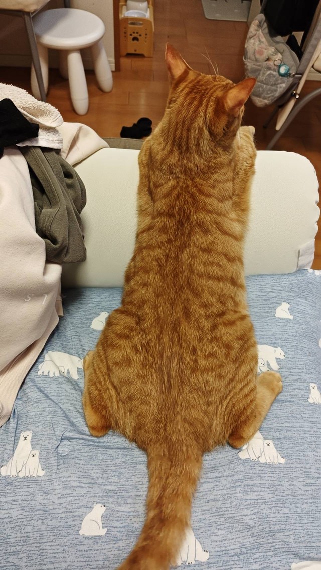 実際は、すらりとした体つきをしているゆきちくん（画像提供：Tさん）