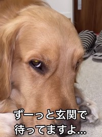 いじけてます…（飼い主のママさん提供、Instagramよりキャプチャ撮影）