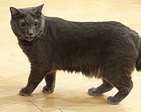臆病だからこそ、他の猫にマウントしちゃうのかも？