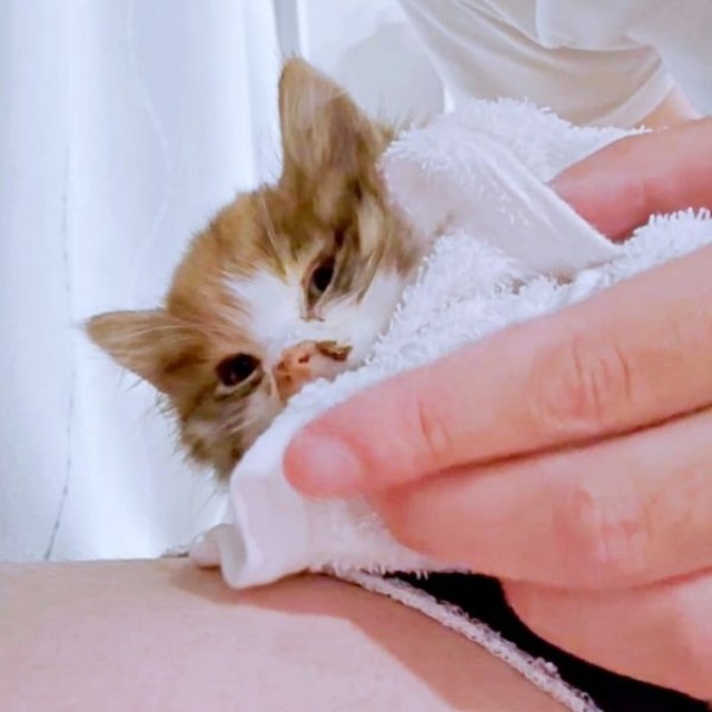 保護当日、衰弱し震えていたニコちゃん（画像提供：保護ねこ ニコちゃん）