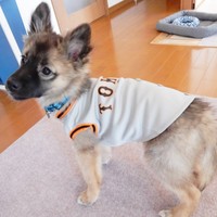 子犬時代、洋服やよく似合うくーちゃん（画像提供：雑種のくーちゃんさん）