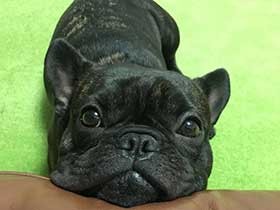 おでこのシワがキュート！　フレンチブルドッグの「ブッチャー」