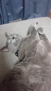 幸せそうな寝顔