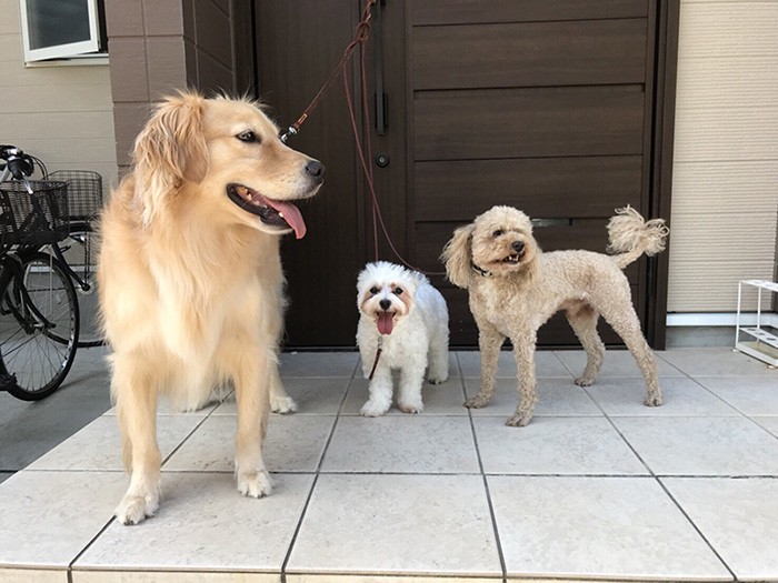 先住犬とも仲良し